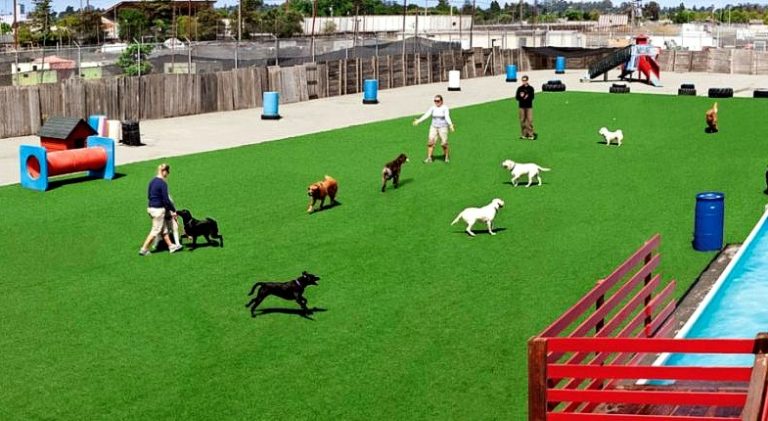 How to Create an Amazing Outdoor Play Area for Your Dog - Buy, Install ...